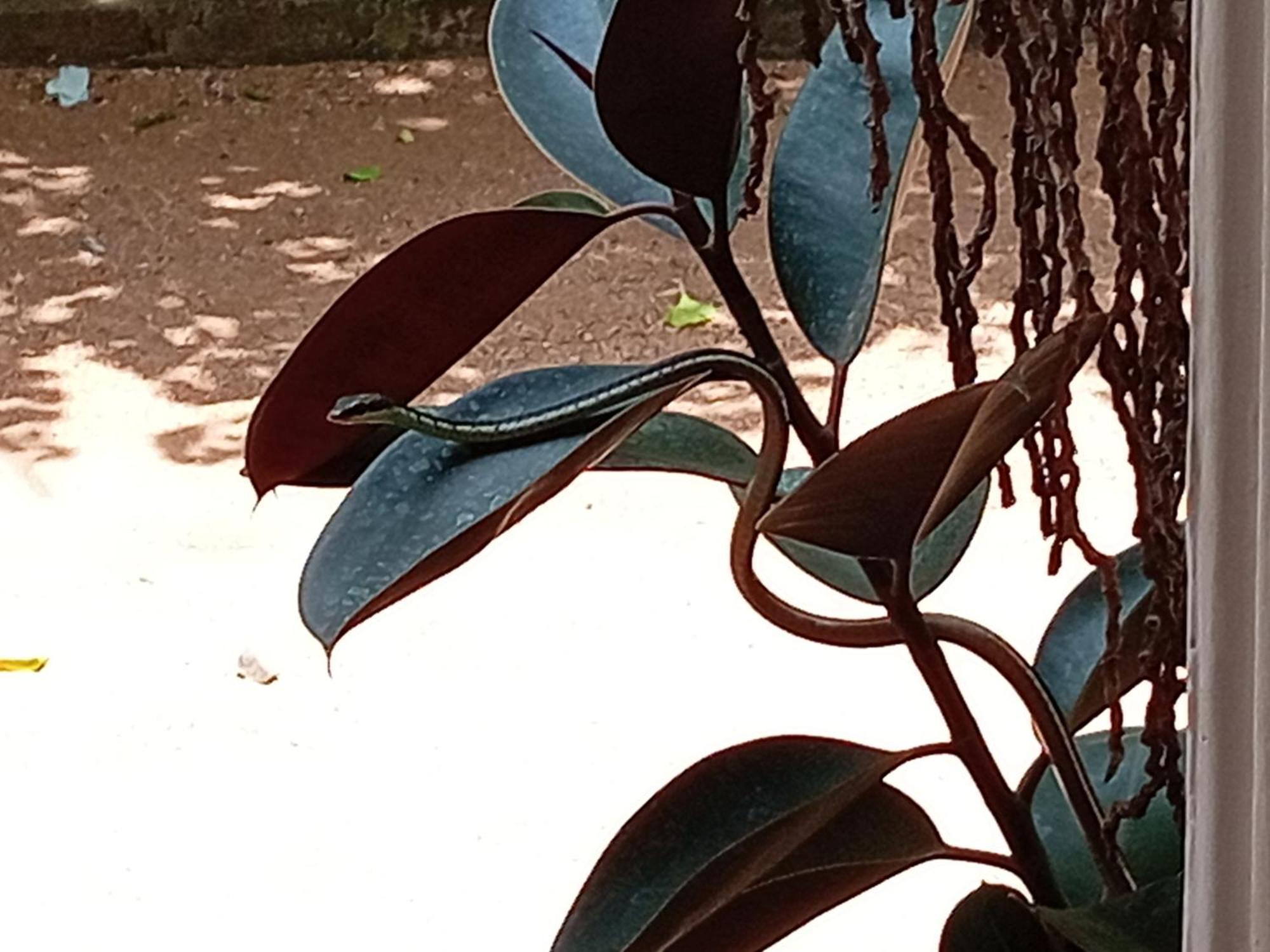 House * Anuradhapura